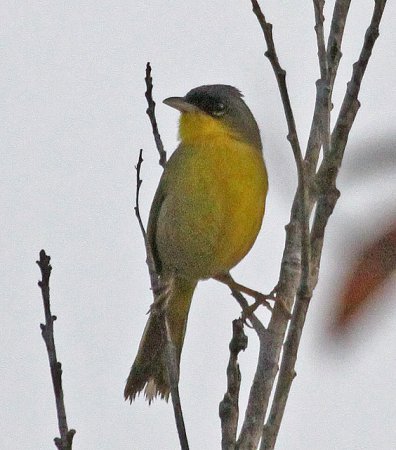 Photo (3): Gray-crowned Yellowthroat