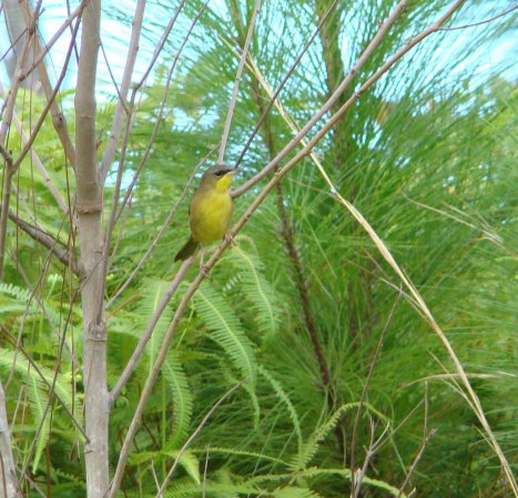 Photo (4): Gray-crowned Yellowthroat