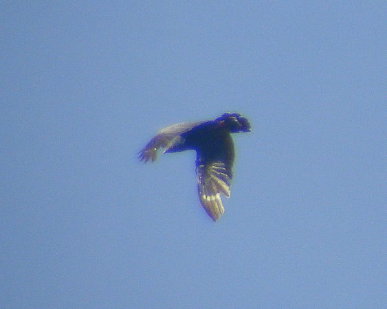 Photo (8): Crane Hawk