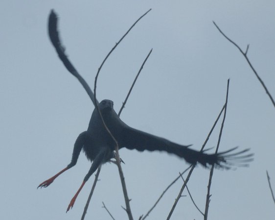 Photo (3): Crane Hawk