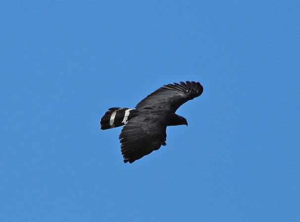 Photo (1): Crane Hawk