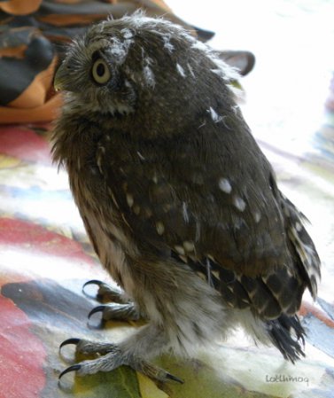Photo (22): Ferruginous Pygmy-Owl