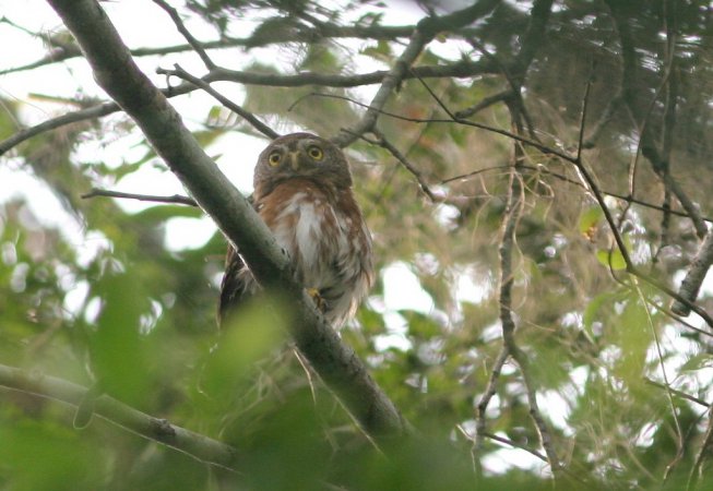 Photo (1): Colima Pygmy-Owl