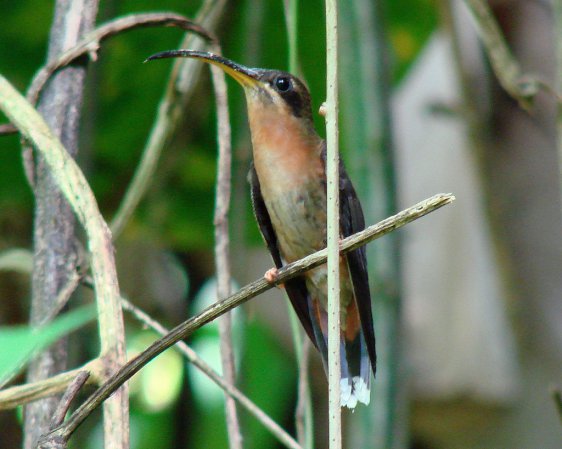 Photo (6): Rufous-breasted Hermit
