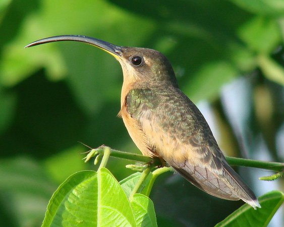 Photo (4): Rufous-breasted Hermit