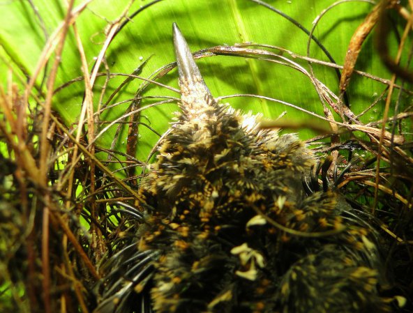 Photo (3): Rufous-breasted Hermit