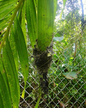 Photo (5): Rufous-breasted Hermit