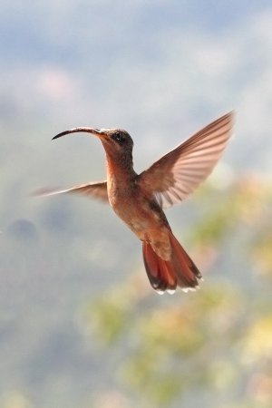 Photo (7): Rufous-breasted Hermit