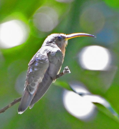 Photo (1): Rufous-breasted Hermit