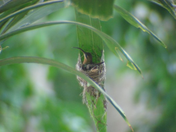 Photo (2): Rufous-breasted Hermit