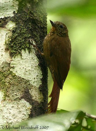 Photo (1): Wedge-billed Woodcreeper