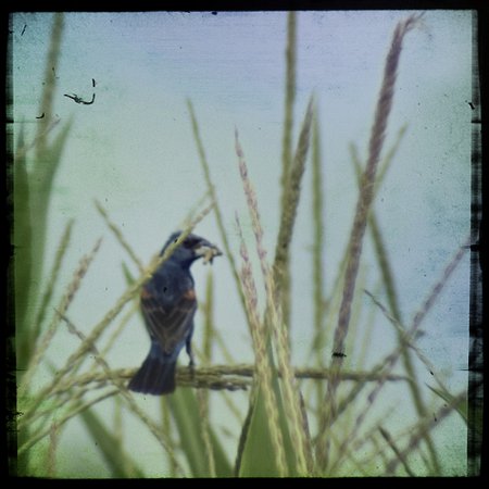 Photo (19): Blue Grosbeak