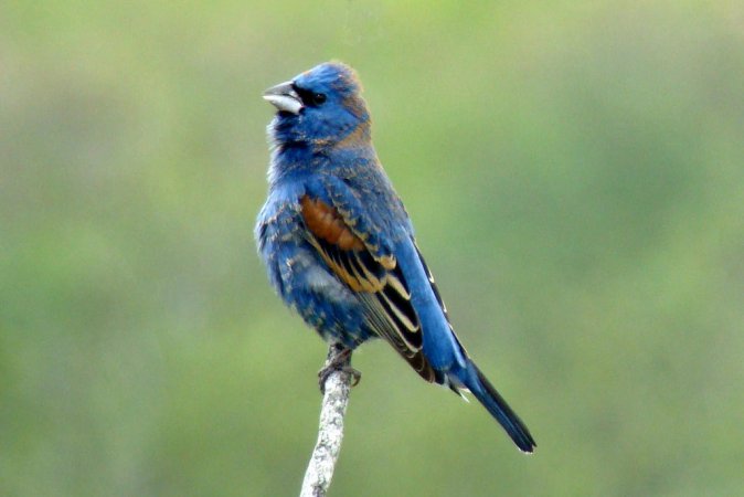 Photo (8): Blue Grosbeak