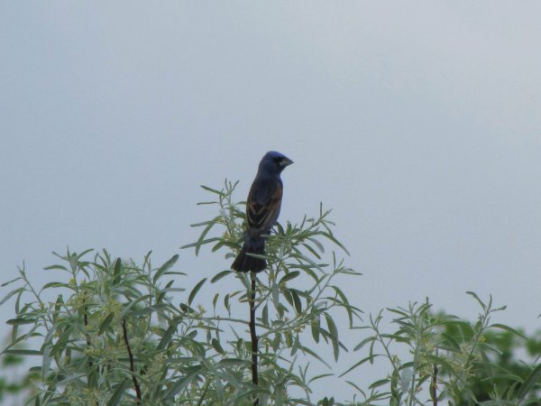 Photo (21): Blue Grosbeak