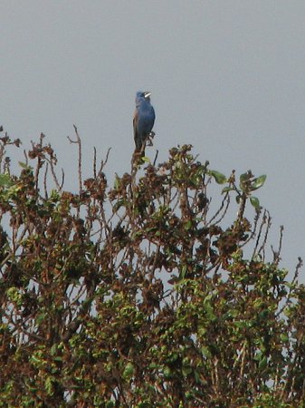 Photo (15): Blue Grosbeak