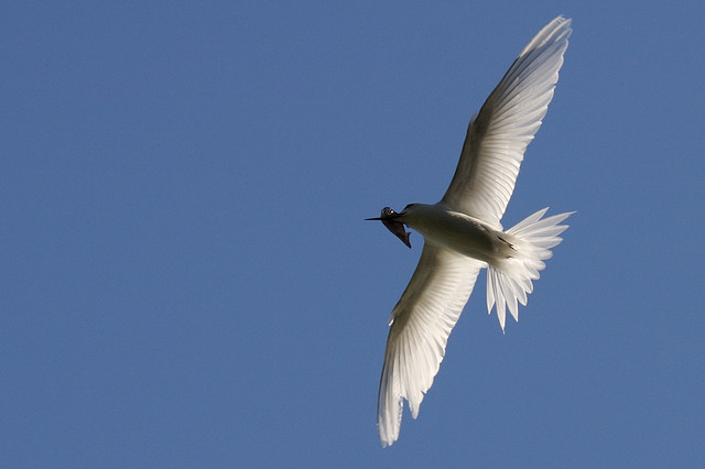 Photo (6): White Tern