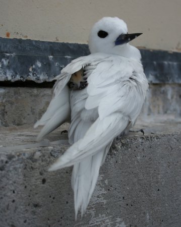 Photo (10): White Tern