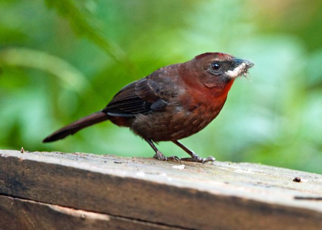Photo (1): Red-throated Ant-Tanager