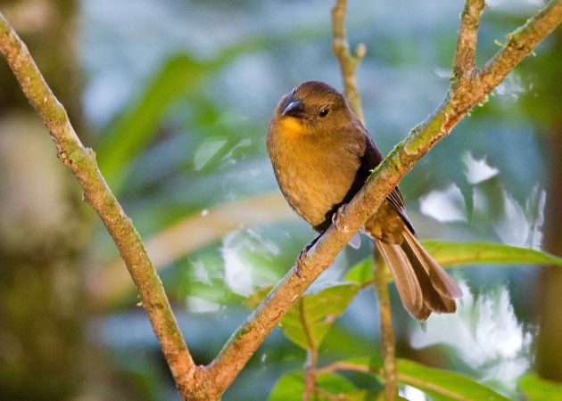 Photo (8): Red-throated Ant-Tanager