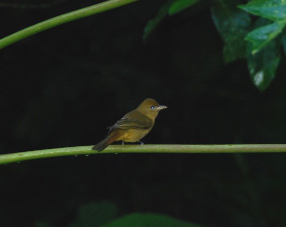Photo (2): Red-throated Ant-Tanager