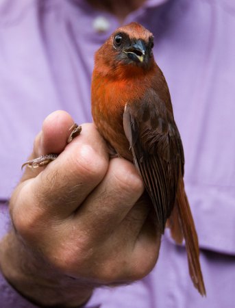 Photo (13): Red-throated Ant-Tanager