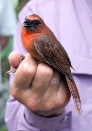 Photo (11): Red-throated Ant-Tanager