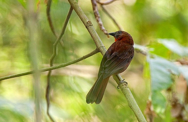 Photo (9): Red-throated Ant-Tanager