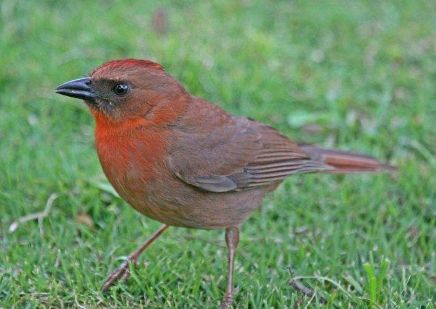Photo (4): Red-throated Ant-Tanager