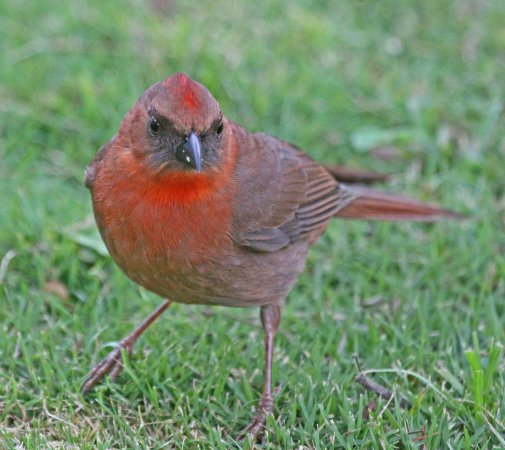 Photo (5): Red-throated Ant-Tanager