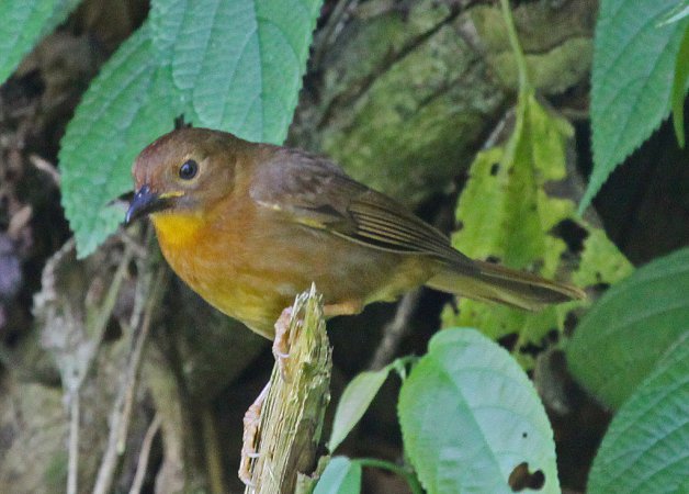 Photo (10): Red-throated Ant-Tanager