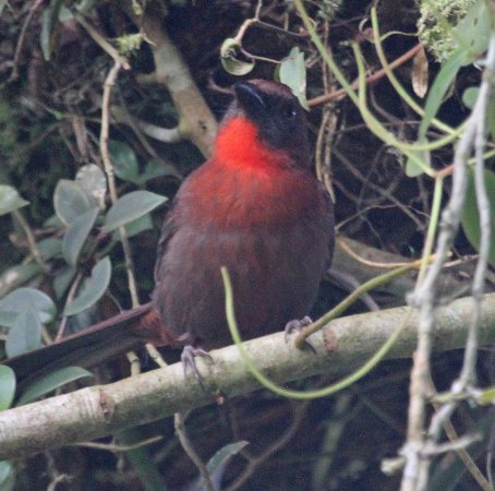 Photo (7): Red-throated Ant-Tanager