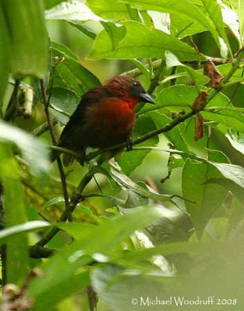 Photo (3): Red-throated Ant-Tanager