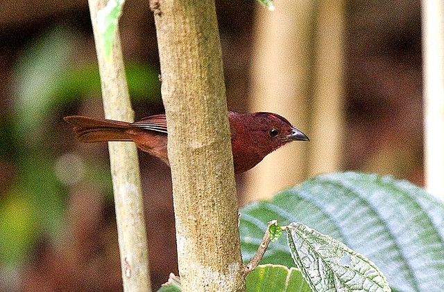 Photo (2): Red-crowned Ant-Tanager