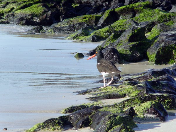 Photo (15): American Oystercatcher