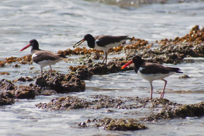 Photo (17): American Oystercatcher