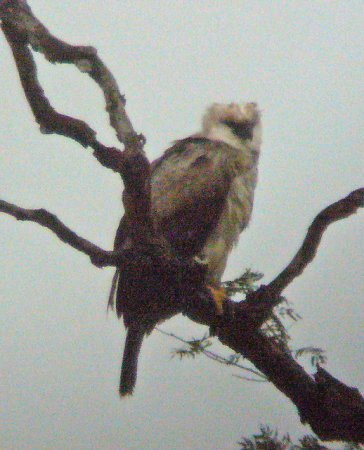 Photo (8): Harpy Eagle