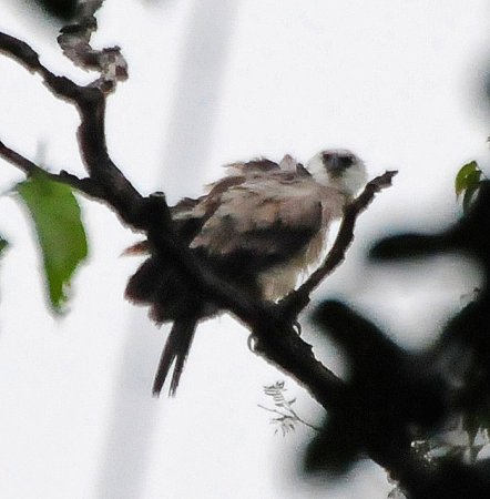 Photo (6): Harpy Eagle