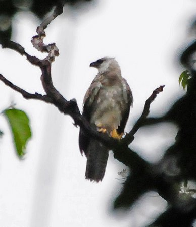 Photo (7): Harpy Eagle