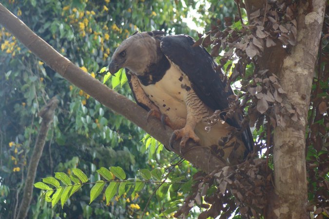 Photo (3): Harpy Eagle