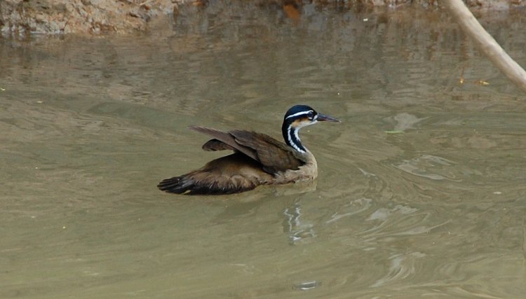 Photo (6): Sungrebe