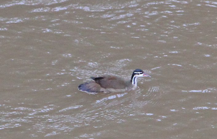 Photo (10): Sungrebe