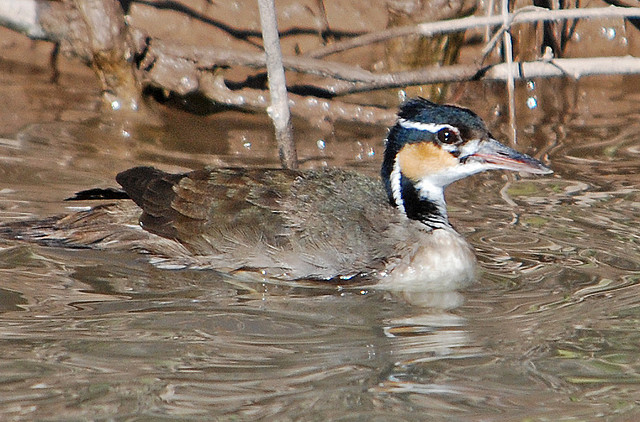 Photo (11): Sungrebe
