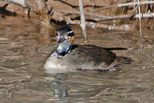Photo (8): Sungrebe
