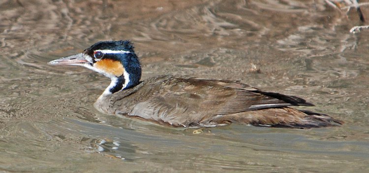 Photo (9): Sungrebe