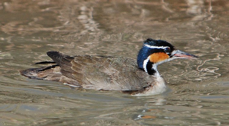 Photo (7): Sungrebe