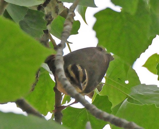 Photo (14): Worm-eating Warbler