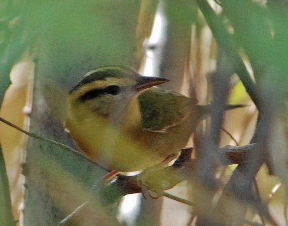 Photo (11): Worm-eating Warbler