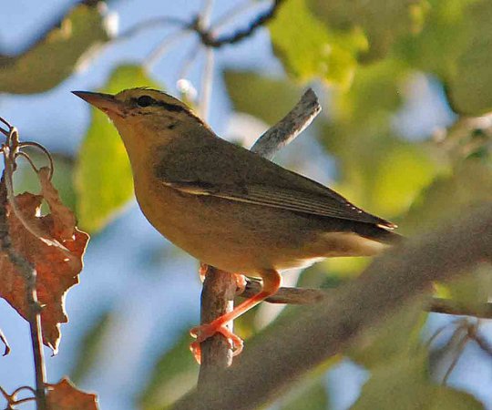 Photo (9): Worm-eating Warbler