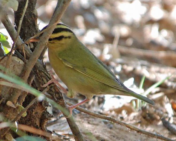 Photo (5): Worm-eating Warbler