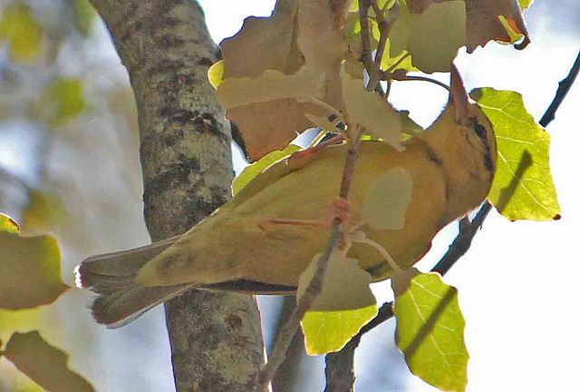 Photo (8): Worm-eating Warbler